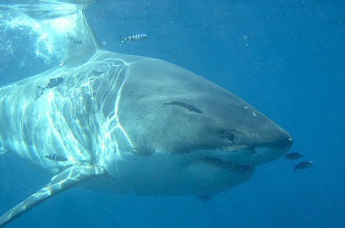 Squalo bianco (Carcharodon carcharias)