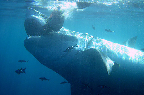 Squalo bianco (Carcharodon carcharias)