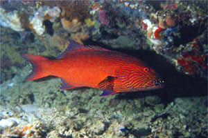 Cernia (Plectropomus oligacanthus)