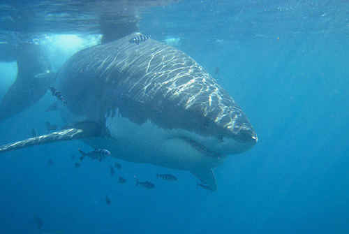 Squalo bianco (Carcharodon carcharias)