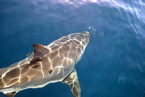 Squalo bianco (Carcharodon carcharias)