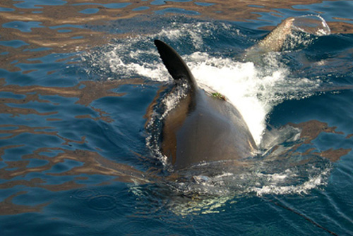 Squalo bianco (Carcharodon carcharias)