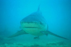 Squalo Toro (Carcharhinus leucas)