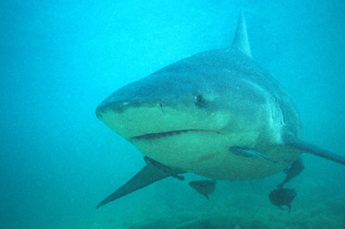 Squalo Toro (Carcharhinus leucas)