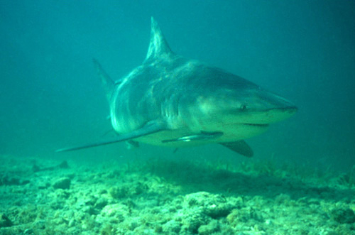 Squalo Toro (Carcharhinus leucas)