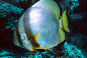 Pesce pipistrello (Platax orbicularis)