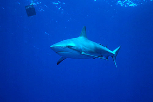 Squalo del reef caraibico (Carcharhinus perezi)