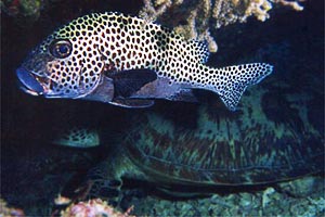 Gaterino arlecchino (Plectorhinchus chaetodontoides)