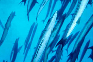 Barracuda pinna nera (Sphyraena qenie)