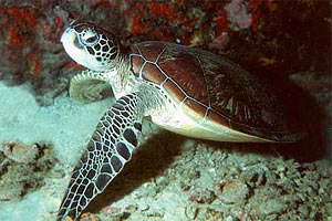 Tartaruga verde (Chelonia mydas)