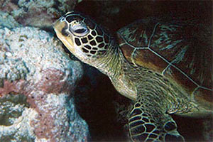 Tartaruga verde (Chelonia mydas)