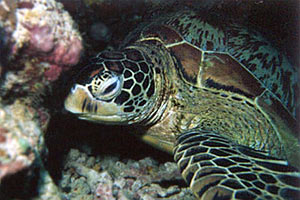 Tartaruga verde (Chelonia mydas)