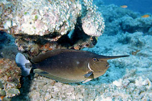 Pesce chirurgo unicorno (Naso brevirostris)