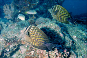 Pesce zebra (Zebrasoma veliferum)