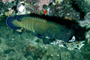 Cernia tropicale (Cephalopholis argus)