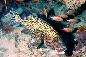 Gaterino arlecchino (Plectorhinchus chaetodontoides)