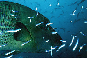 Pesce napoleone (Cheilinus undulatus)