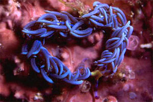 Nudibranchio (Flabellina specie)