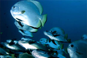 Pesce pipistrello pinna lunga (Platax teira)