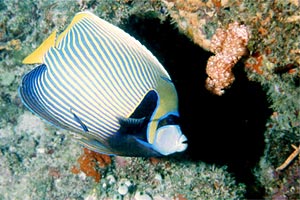 Pesce angelo imperatore (Pomacanthus imperator)
