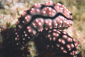 Nudibranchio (Phyllidiopsis fissuratus)