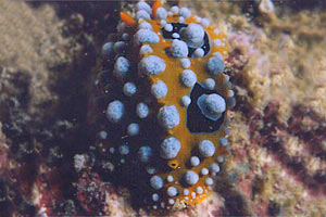 Phyllidia (Phyllidia ocellata)