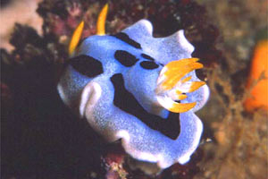 Nudibranchio (Chromodoris dianae)