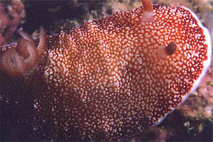 Chromodoris (Chromodoris tinctoria)