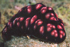Fillidiella pustolosa (Phyllidiella pustulosa)