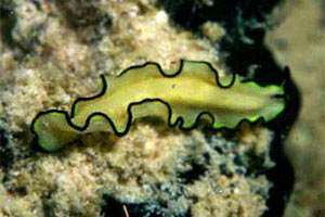 Platelminta (Sp. sp..)