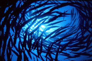 Barracuda pinna nera (Sphyraena qenie)