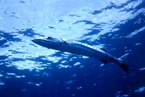 Barracuda (Sphyraena barracuda)