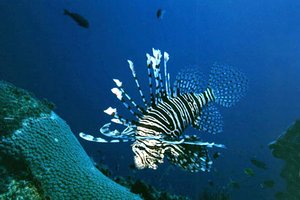 Pesce cobra (Pterois volitans)