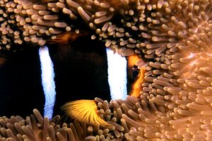 Pesce pagliaccio di Clark (Amphiprion clarkii)