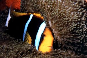 Pesce pagliaccio di Clark (Amphiprion clarkii)