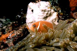 Pesce pagliaccio rosa (Amphiprion perideraion)
