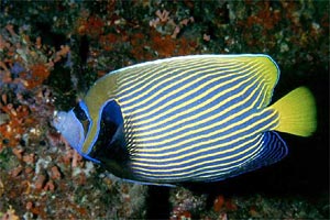 Pesce angelo imperatore (Pomacanthus imperator)