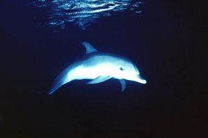 Tursiope (Tursiops truncatus)