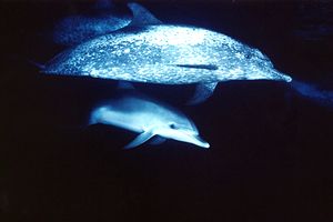 Tursiope (Tursiops truncatus)