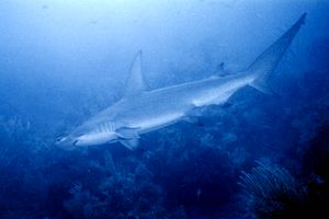 Squalo martello (Sphyrna mokarran)