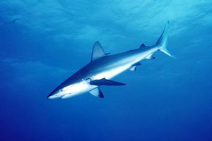 Squalo di barriera dei Caraibi (Carcharinus perezi)