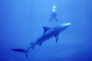 Squalo Tigre (Galeocerdo cuvier)