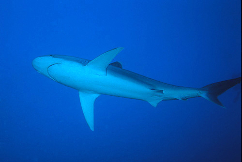 Squalo punte argentee (Carcharhinus albimarginatus)