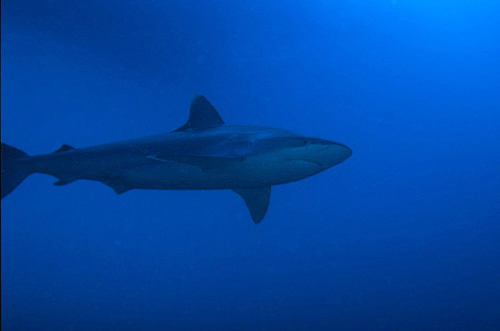 Squalo punte argentee (Carcharhinus albimarginatus)