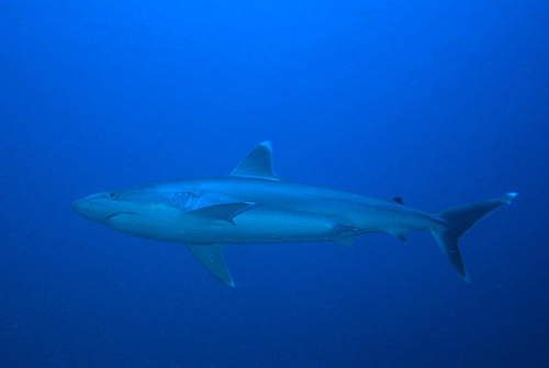 Squalo punte argentee (Carcharhinus albimarginatus)