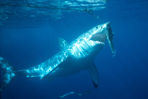 Squalo bianco (Carcharodon carcharias)