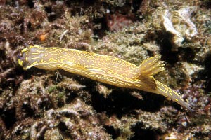 Doride dipinto (Hypselodoris picta)