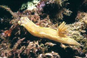 Doride dipinto (Hypselodoris picta)