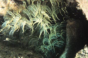 Anemone bruno (Aiptasia mutabilis)