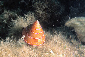 Troco lucente (Calliostoma conulus)